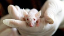 Animal Testing Pros and Cons