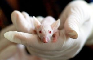 Animal Testing: Yes Or No? Should Animals Be Used for Research?