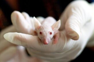 Animal Testing: Yes Or No? Should Animals Be Used for Research?