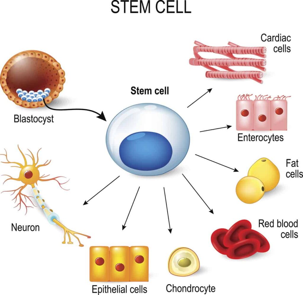 scholarly article on stem cell research