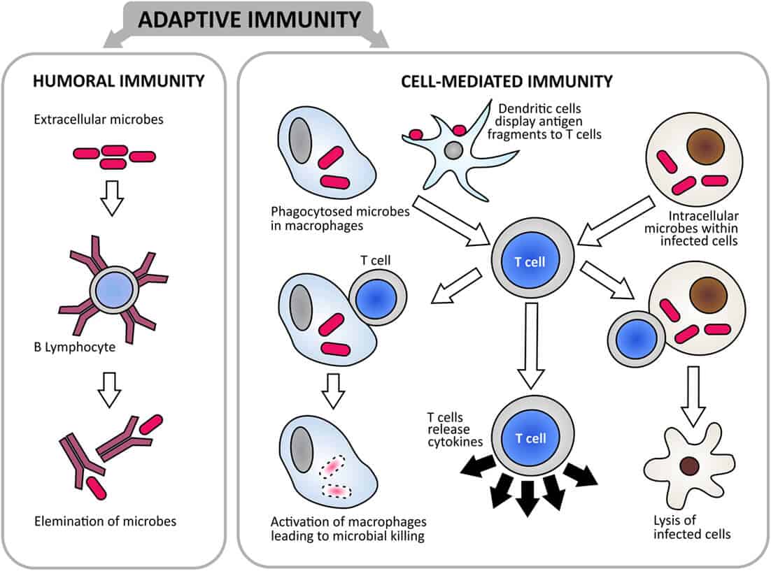Difference Between Humoral and Cell Mediated Immunity