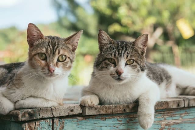 Pros and Cons of Male and Female Cats