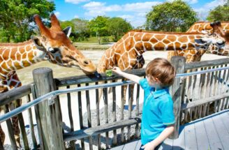 Zoos: Safe Havens or Ethical Dilemmas?