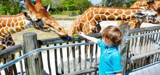 Zoos: Safe Havens or Ethical Dilemmas?